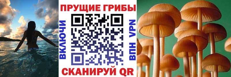 Псилоцибиновые грибы прущие грибы  Вятские Поляны 